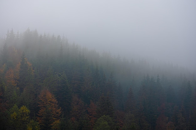 庭院设计风格有哪些
